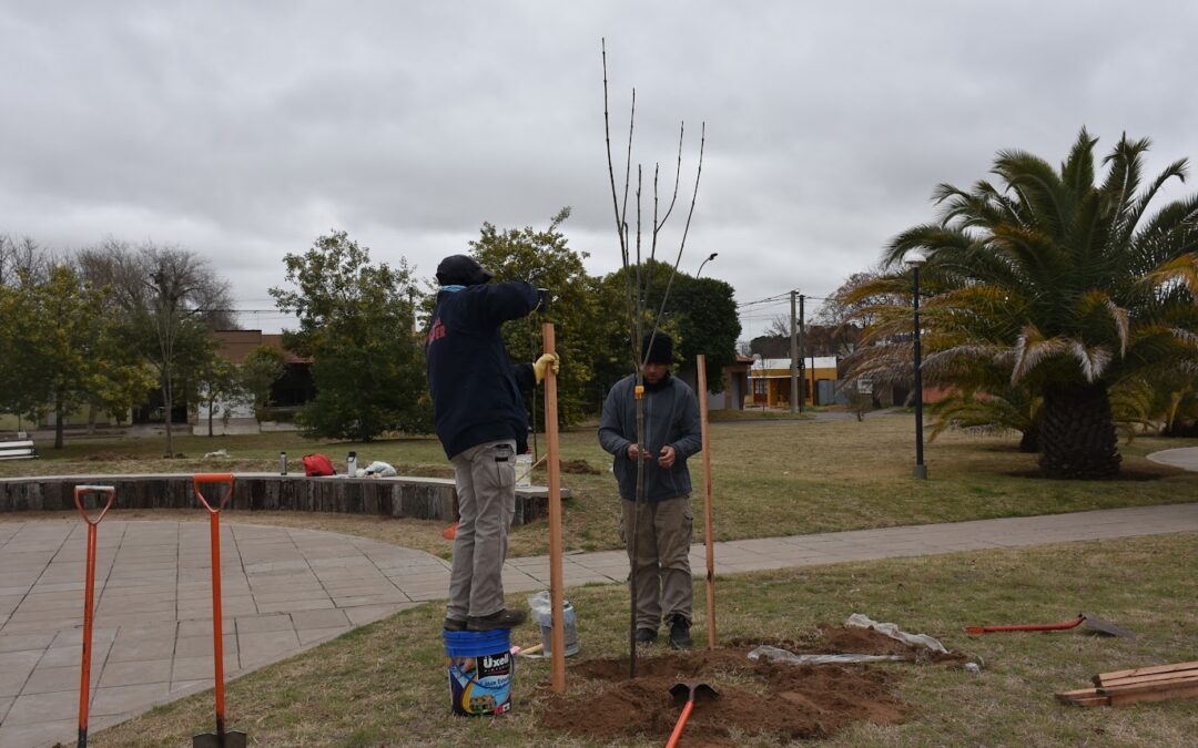 TRENQUE LAUQUEN, ENTRE LOS 15 MUNICIPIOS QUE MÁS ÁRBOLES PLANTÓ EN 2024 EN EL RANKING DE 305 COMUNAS DE LA RAMCC