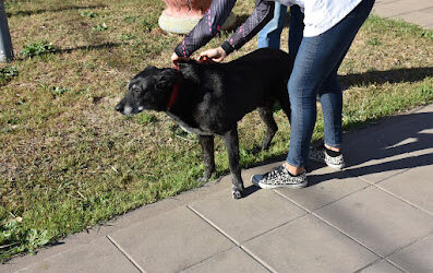 EL CENTRO DE ZOONOSIS MUNICIPAL SIGUE CON LAS CASTRACIONES GRATUITAS DE MASCOTAS Y REITERA LA IMPORTANCIA DE LA TENENCIA RESPONSABLE