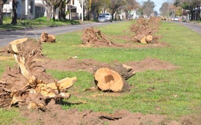 El Municipio realizó la reposición de árboles en la calle Foster