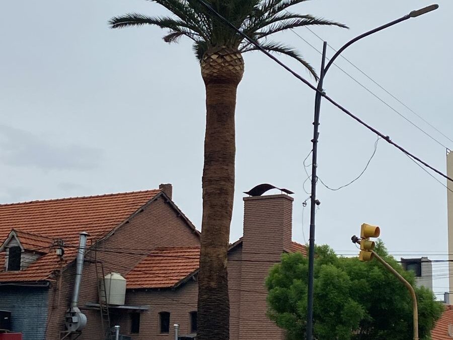 SE TRABAJA EN LA PODA Y LIMPIEZA DE LAS PALMERAS UBICADAS EN EL CENTRO DE LA CIUDAD