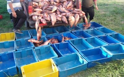 Transportistas de pescado podrán obtener sus habilitaciones en la Oficina de Producción
