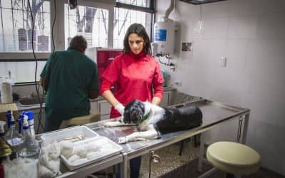 Zoonosis realiza la castración de perros tras la denuncia de vecinos