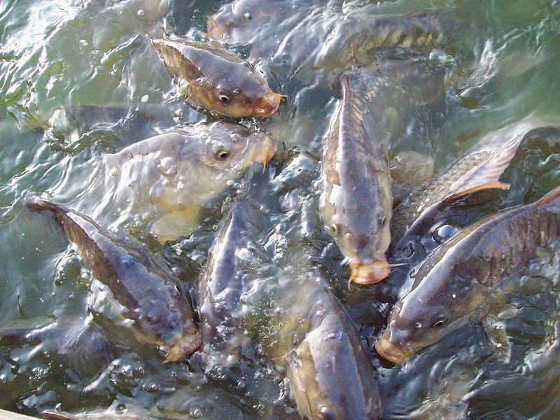 La Provincia habilitó la pesca comercial de carpa