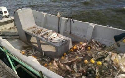 Decomiso de redes y pescado en otro operativo contra la pesca clandestina
