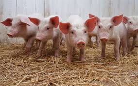 Charla sobre producción porcina en Berutti